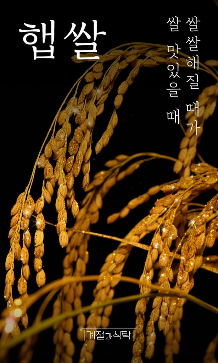 쌀쌀해질 때가 쌀 맛있을 때 햅쌀
